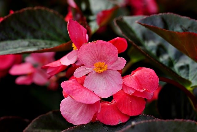 Simple-Care-Tips-for-Rapidly-Growing-Plants-Begonia