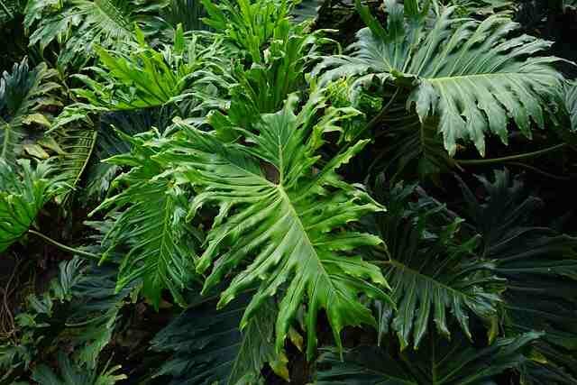 Simple-Care-Tips-for-Rapidly-Growing-Plants-Philodendron