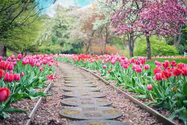 Starting Your Vegetable Garden -Layout of Garden