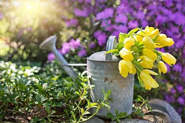 Starting Your Vegetable Garden -Watering