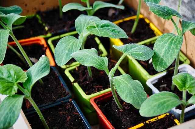 Starting Your Vegetable Garden: A Beginner’s Guide