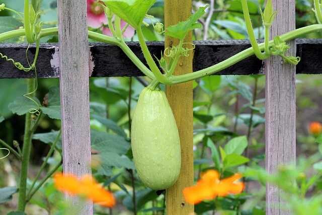 Starting Your Vegetable Garden-Space