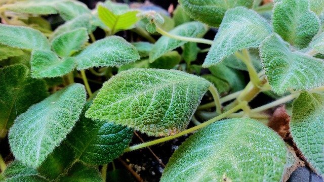 Simple Care Tips for Rapidly Growing Plants-Episcia